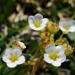 Saxifraga caesia Fula