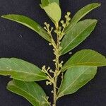 Ilex affinis Leaf