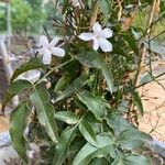 Jasminum officinale 其他