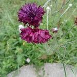 Centaurea cyanusVirág