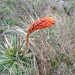 Dichromanthus cinnabarinus Flower