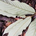 Monodora angolensis Folha