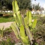 Euphorbia murielii Leaf