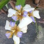 Neomarica northiana Flor