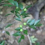 Amyris sylvatica Fruit