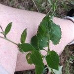 Symphyotrichum cordifolium Blad