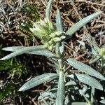 Helianthemum syriacum Hoja