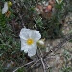 Cistus umbellatus Floare