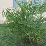 Chamaerops humilisЛисток