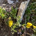 Helianthemum oelandicum Blomma