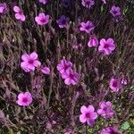 Geranium maderenseFlower