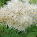 Sorbaria tomentosa Flor