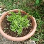 Portulaca pilosaЛисток