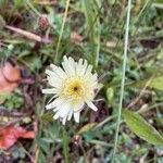 Urospermum dalechampiiBlomma