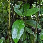Clusia schomburgkiana Hoja