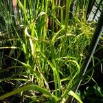 Cyperus textilis autre