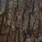 Terminalia superba Corteza