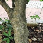 Cornus kousa Rhisgl