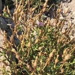 Centaurea dalmatica Alkat (teljes növény)