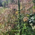 Artemisia biennis പുഷ്പം