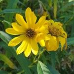 Helianthus grosseserratus Blüte