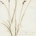 Carex sempervirens Libunga