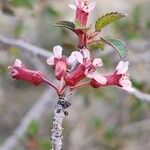 Prunus microcarpa