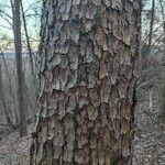Pinus echinata Corteza