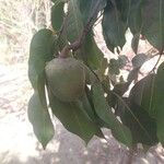 Saba senegalensis Φρούτο