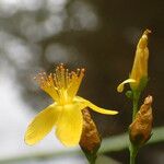 Hypericum pulchrum Kvet