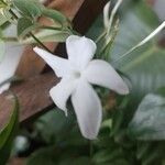 Jasminum grandiflorum Kukka