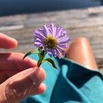 Symphyotrichum puniceumLorea