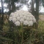 Daucus carota Cvet