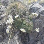 Saxifraga diapensioides Çiçek