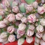 Sedum sieboldii Otro