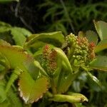 Weinmannia mauritiana Flower