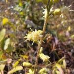 Solidago bicolor Flower