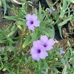 Ruellia simplexBlodyn