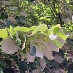 Tilia tomentosa Leaf