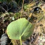 Ranunculus thora Leaf