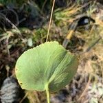 Ranunculus thora Blad