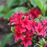 Rhododendron kiusianum Floro