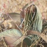 Welwitschia mirabilis Blatt