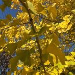 Ginkgo bilobaHoja