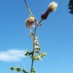 Cirsium arvenseBlad