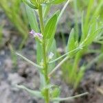 Lythrum hyssopifolia Hoja