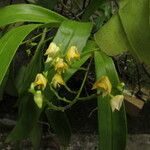 Polystachya laxiflora Flor