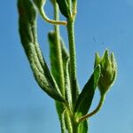 Helianthemum ledifolium पत्ता