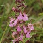 Teucrium chamaedrys Кветка