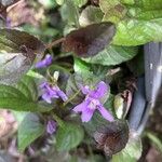 Viola labradorica Květ